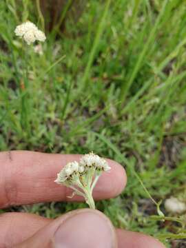 Antennaria corymbosa E. E. Nelson resmi