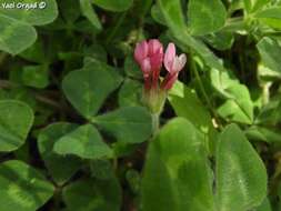 Plancia ëd Trifolium pauciflorum d'Urv.