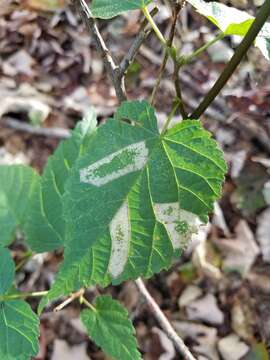 Phyllonorycter lucetiella (Clemens 1859)的圖片