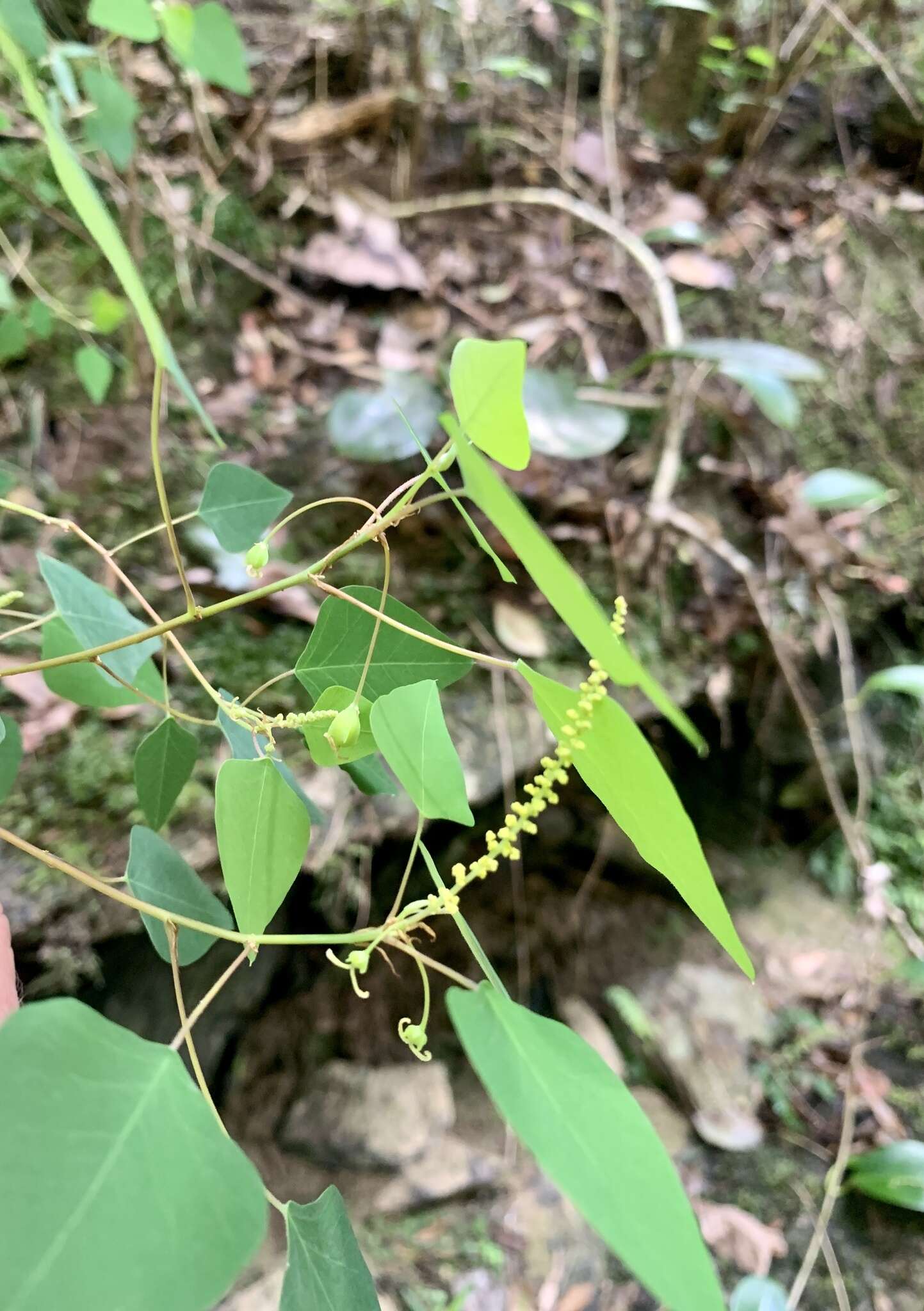 Image of Homalanthus stillingifolius F. Muell.