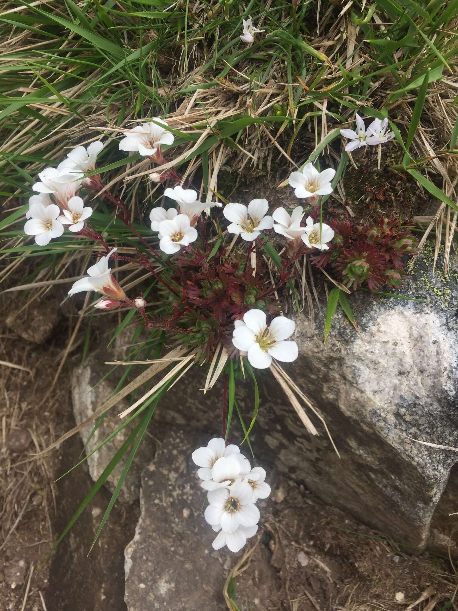 Sivun Saxifraga pedemontana subsp. cervicornis (Viv.) Engler kuva