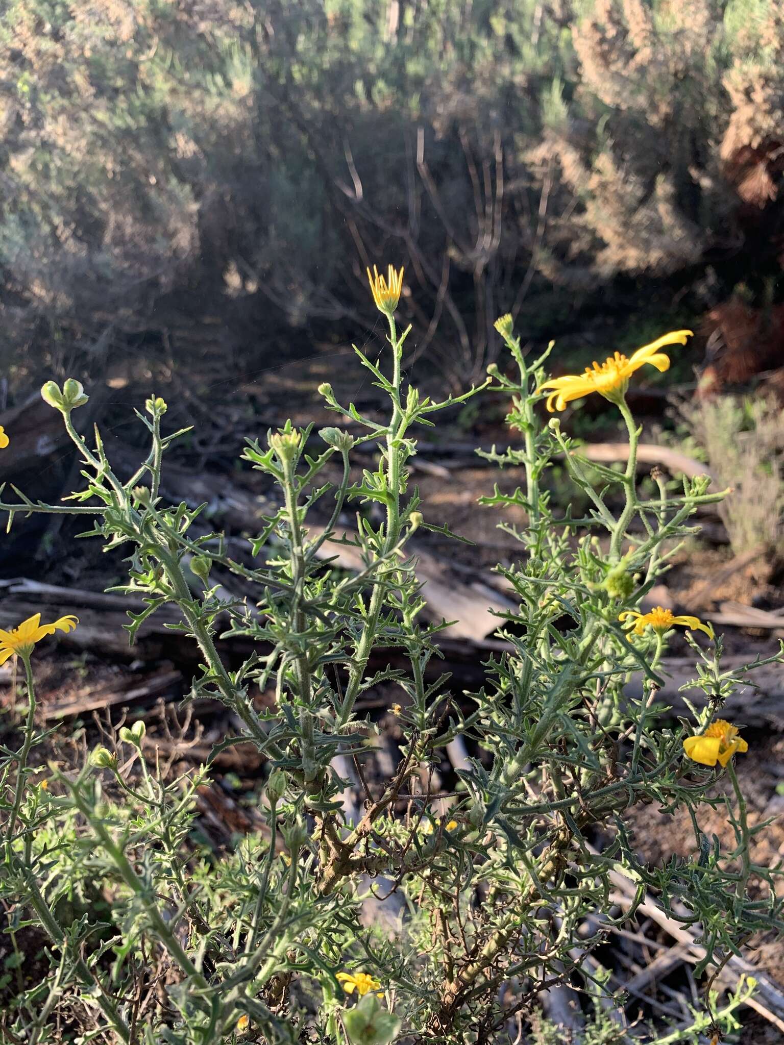 Image of Osteospermum spinosum L.