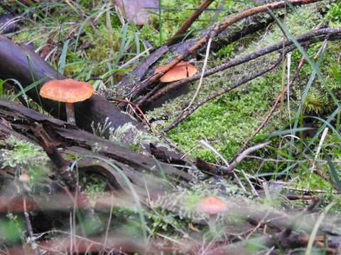 Image of Gymnopilus allantopus (Berk.) Pegler 1965