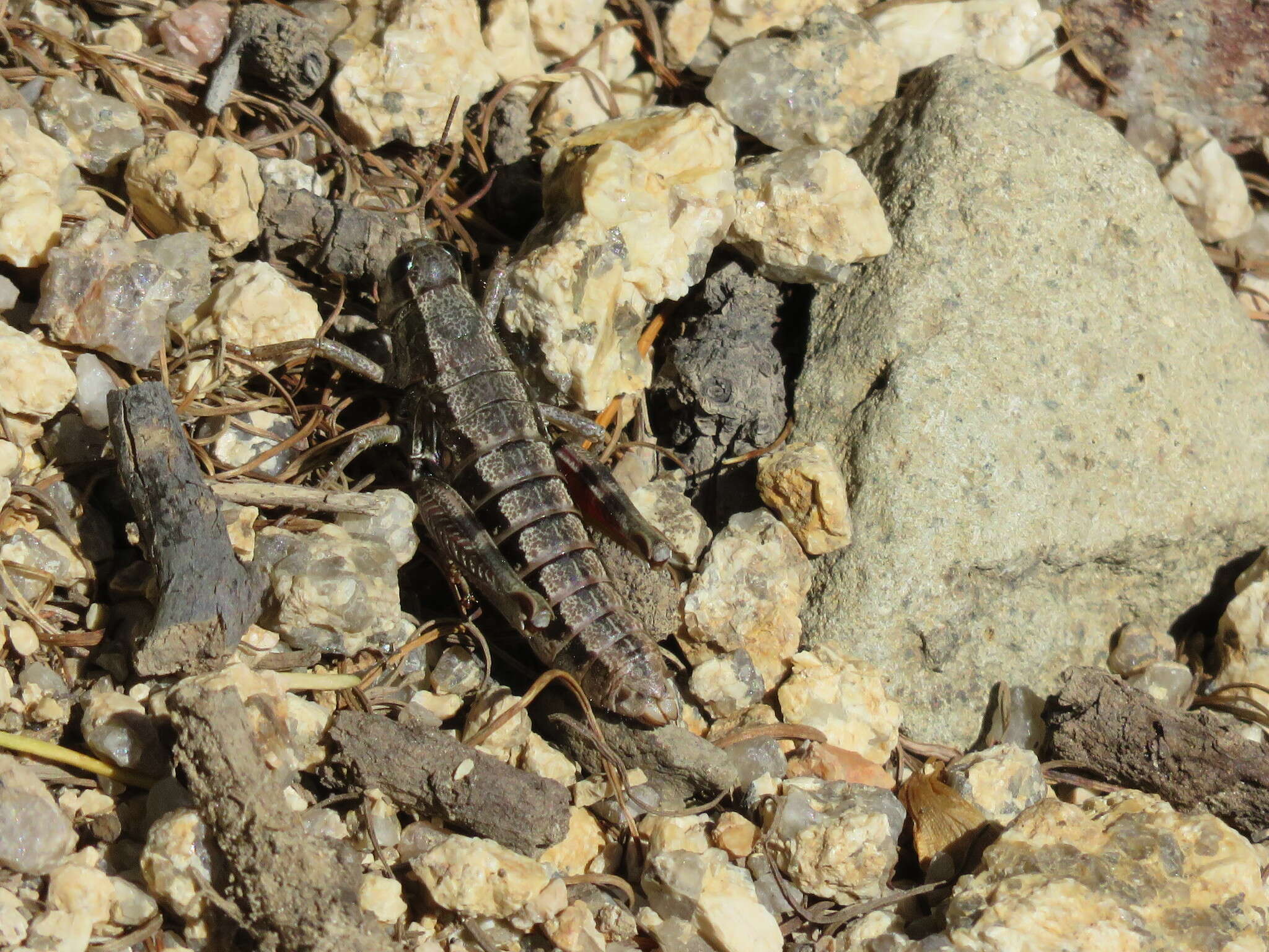 Слика од Buckellacris chilcotinae (Hebard 1922)