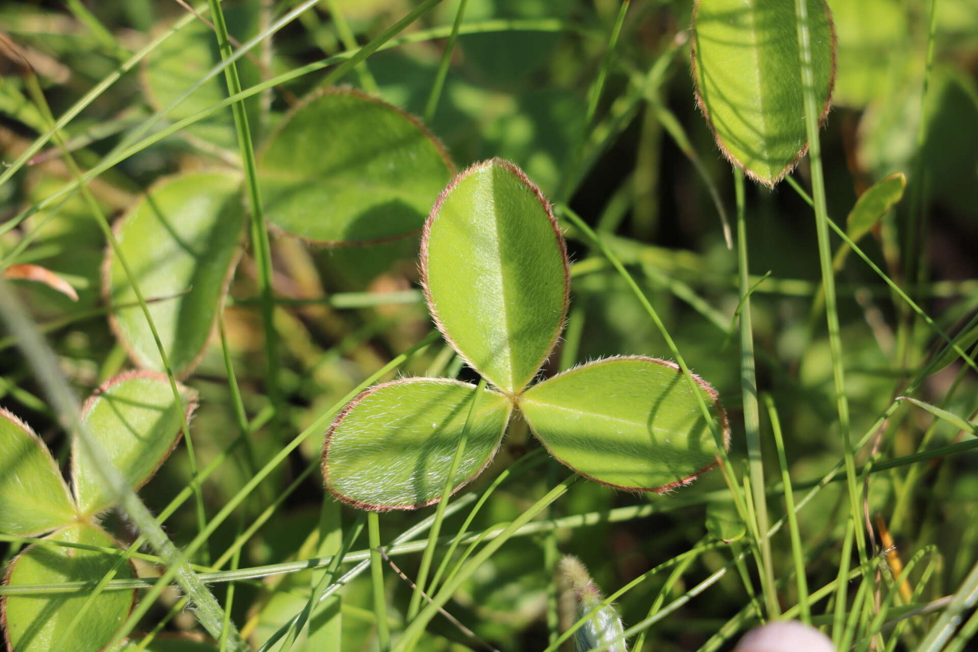 Image of Argyrolobium rotundifolium