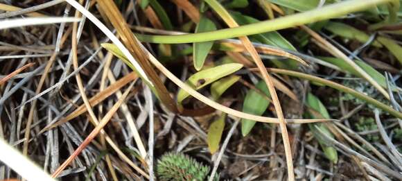 Image de Gentianella muelleriana (L. G. Adams) Glenny