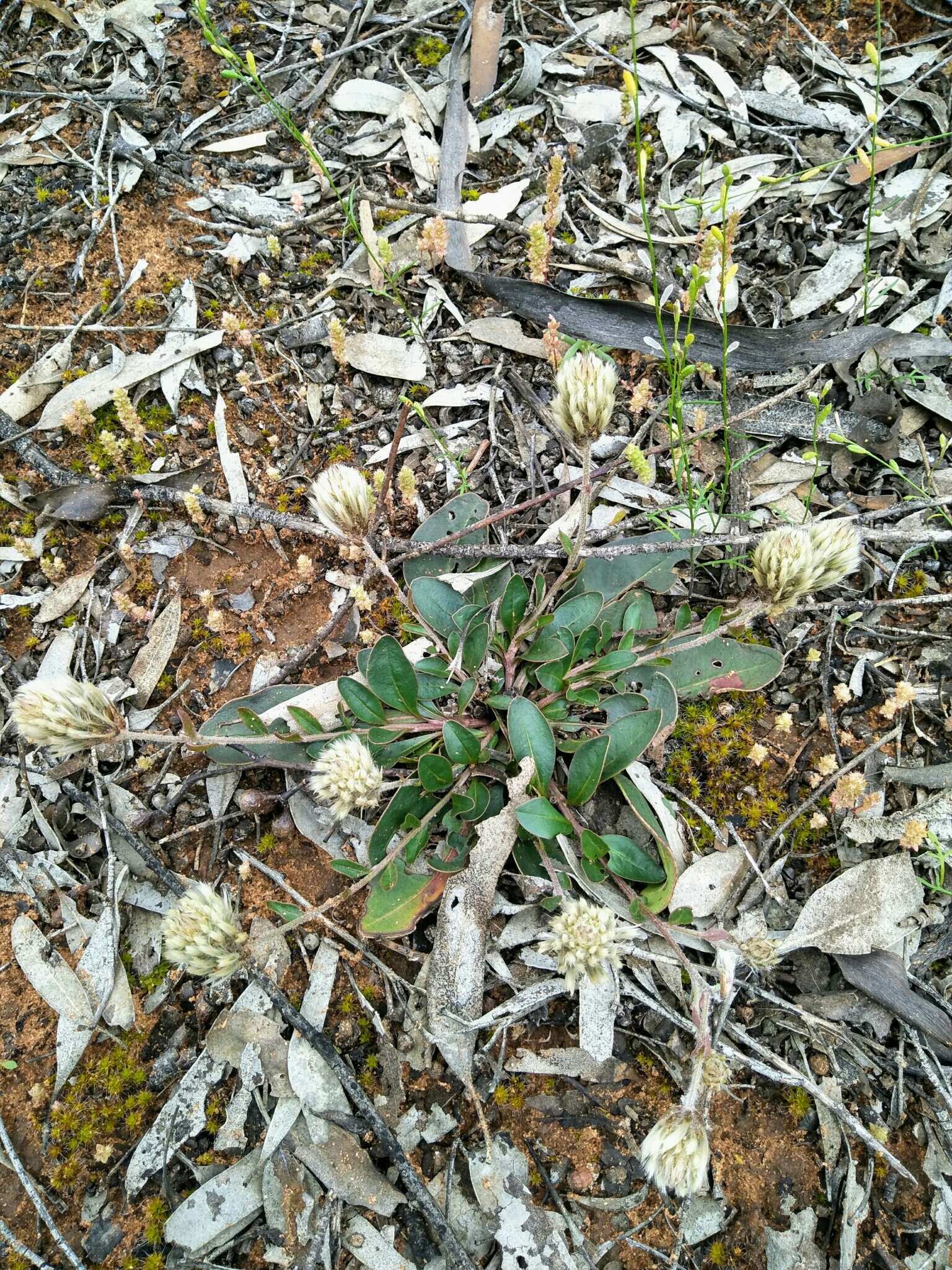 Image de Ptilotus seminudus (J. M. Black) J. M. Black