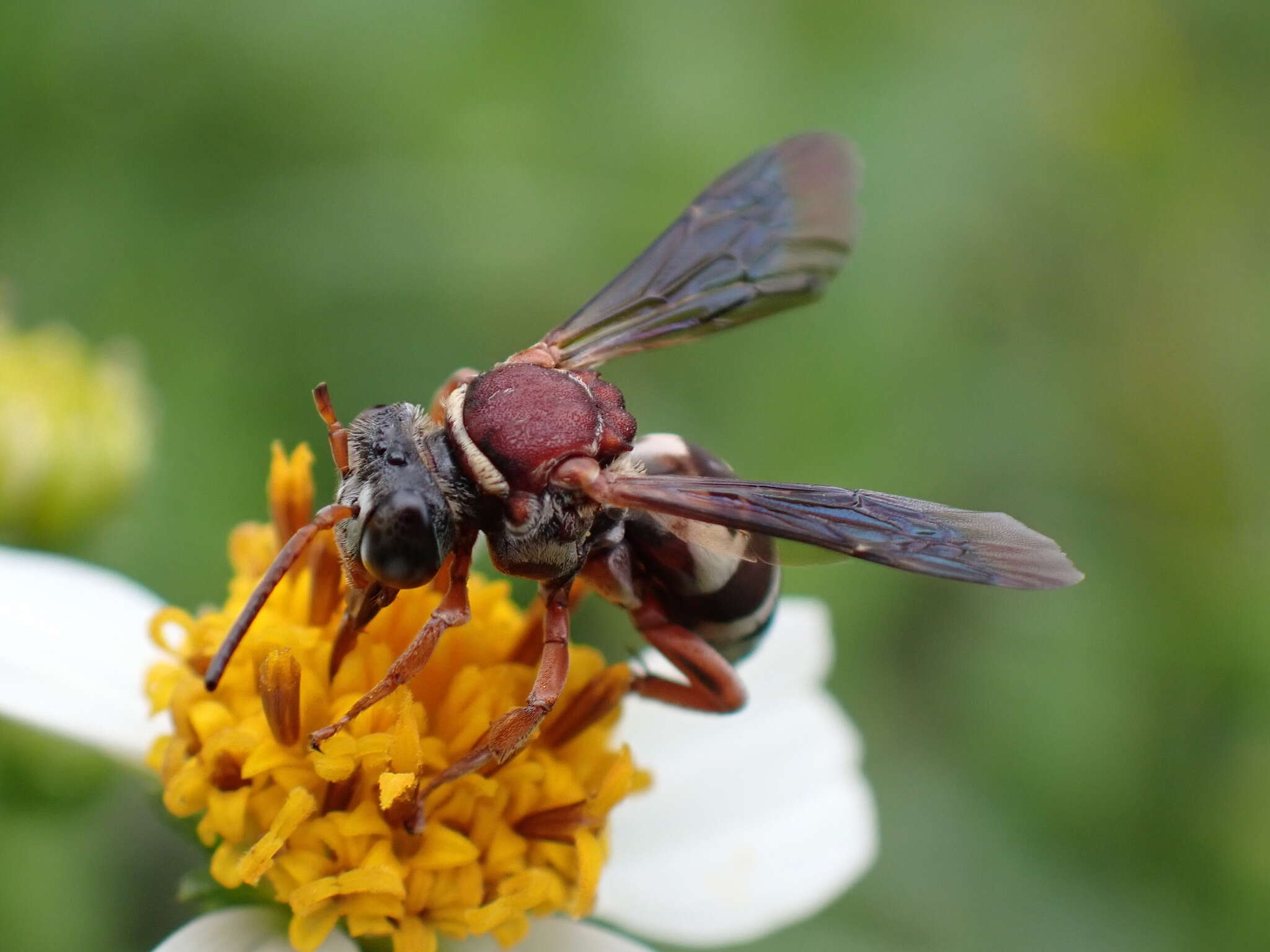 Triepeolus rufithorax Graenicher 1928 resmi