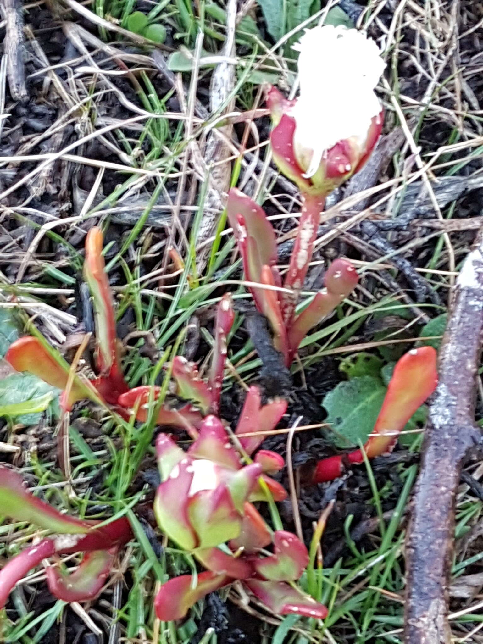 Image of Skiatophytum skiatophytoides (Leistn.) Klak