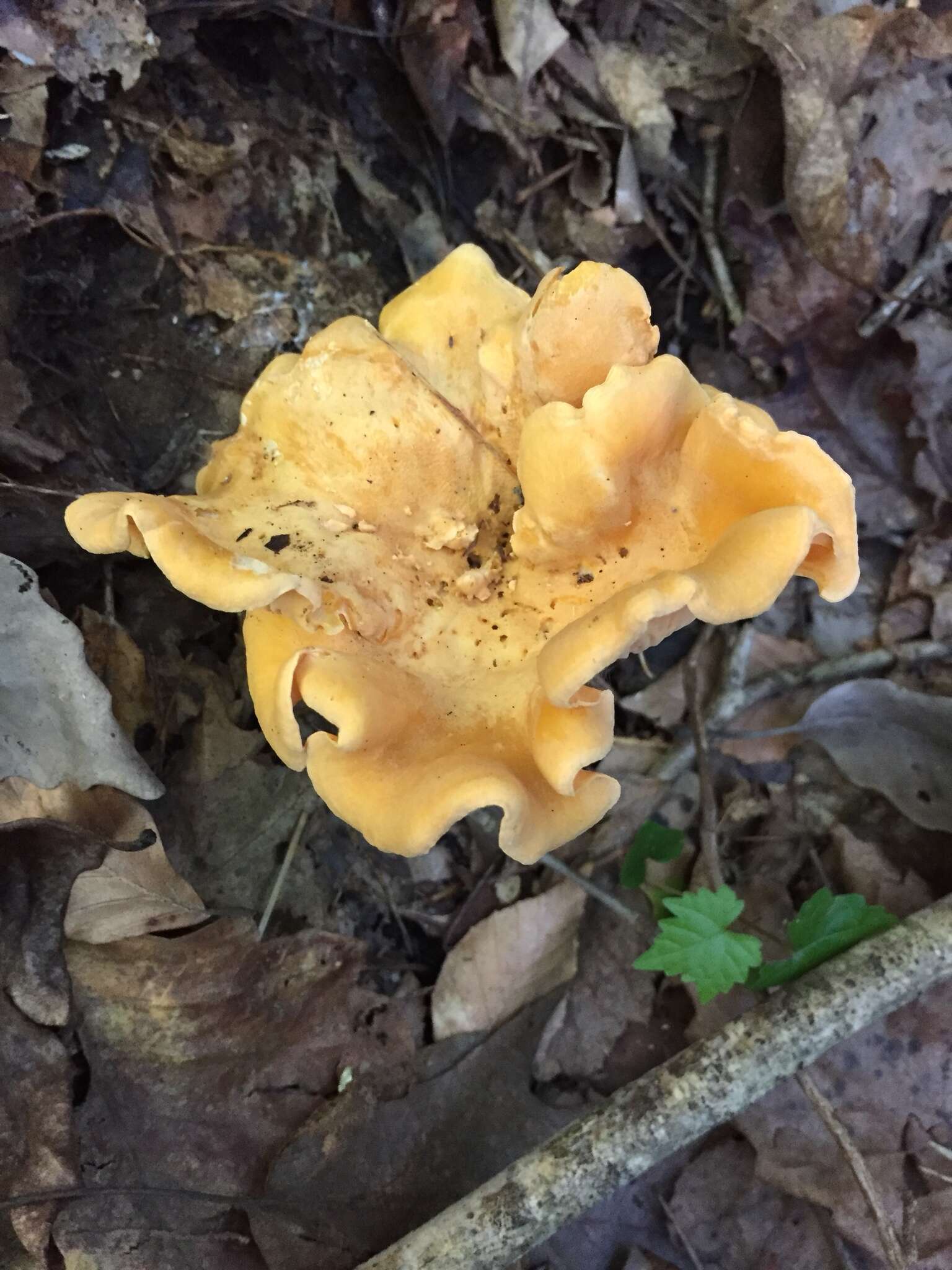 Image of Cantharellus lateritius (Berk.) Singer 1951