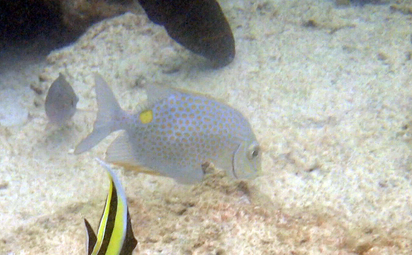 Image of Golden rabbitfish