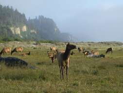 Image of North American elk