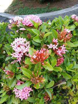 Слика од Ixora coccinea L.