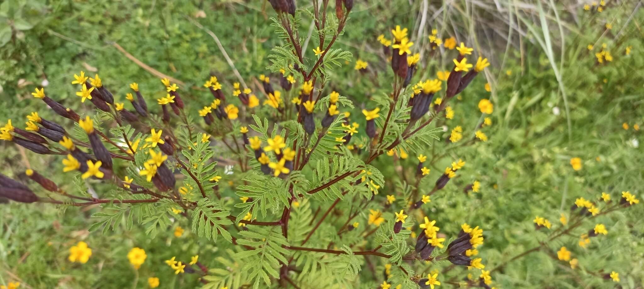 Слика од Tagetes foetidissima Hort. ex DC.