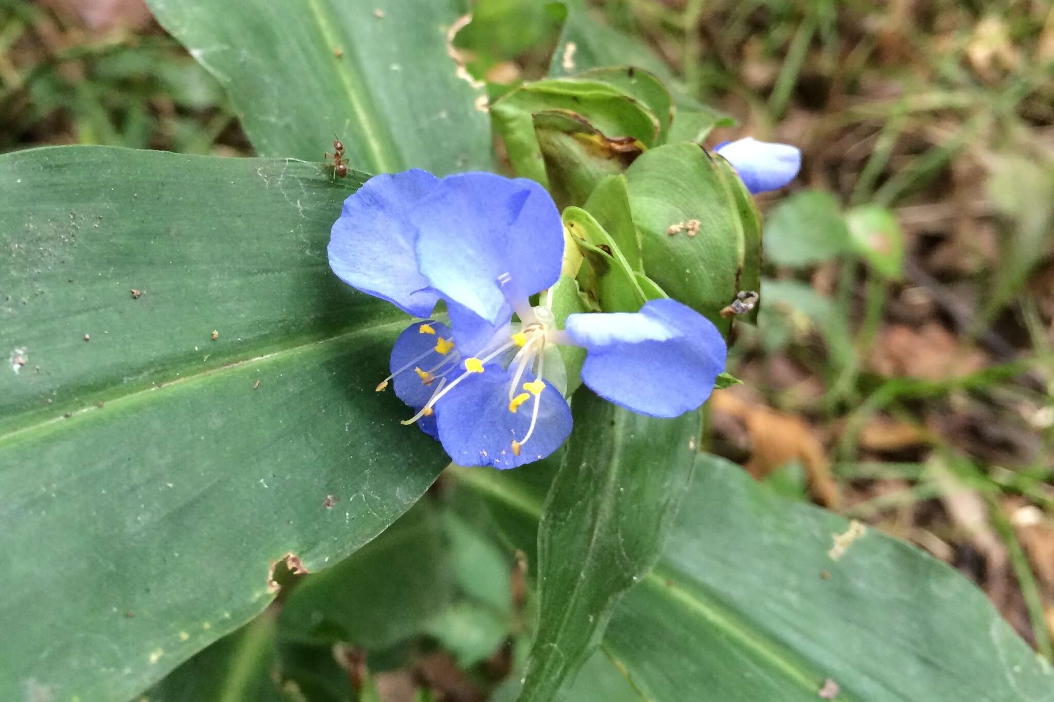 Image of Virginia dayflower