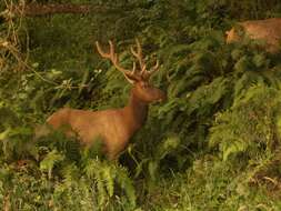 Image of North American elk