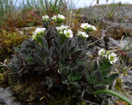 Image of twisted draba