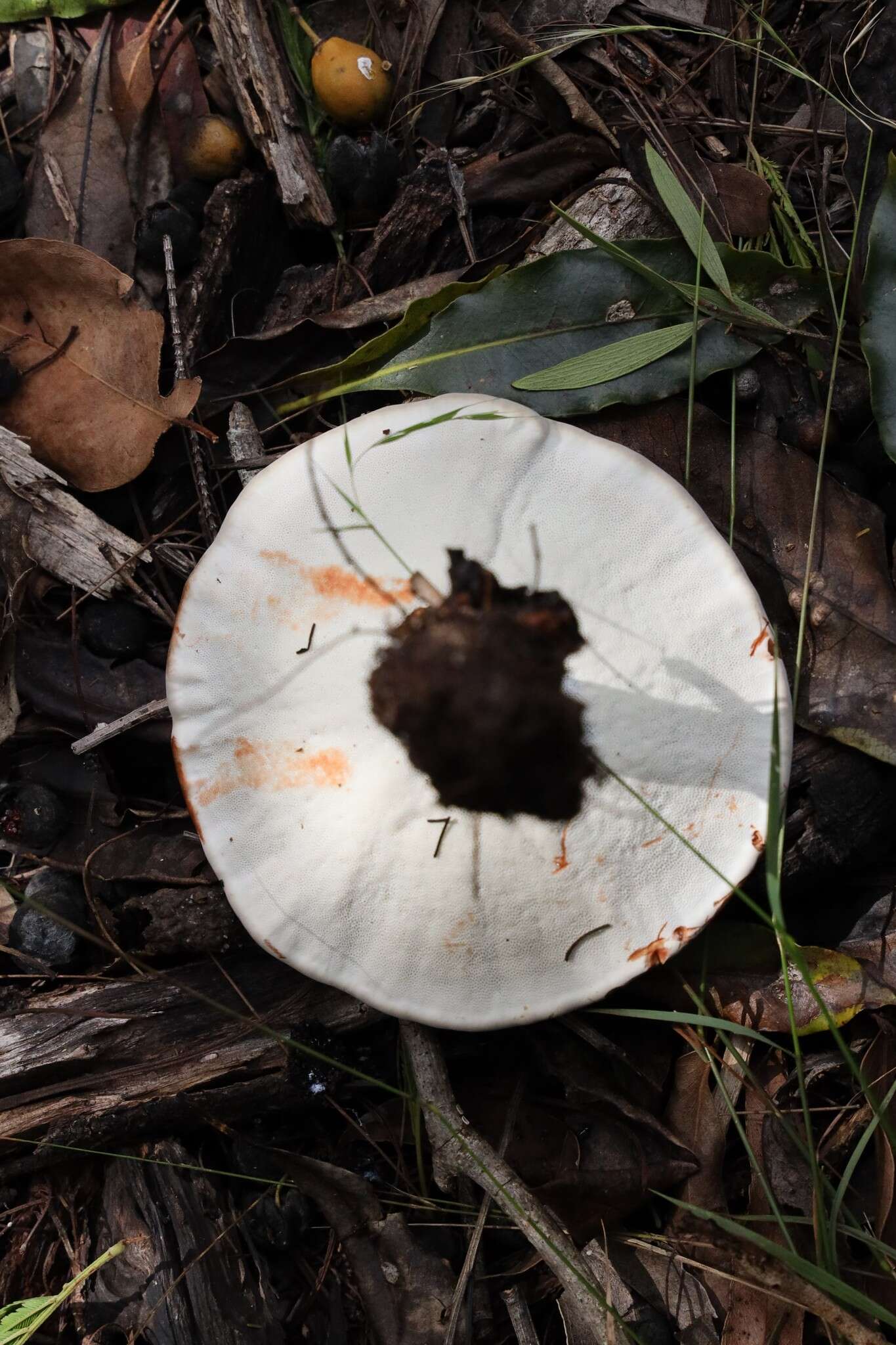 Image of Sanguinoderma rude (Berk.) Y. F. Sun, D. H. Costa & B. K. Cui