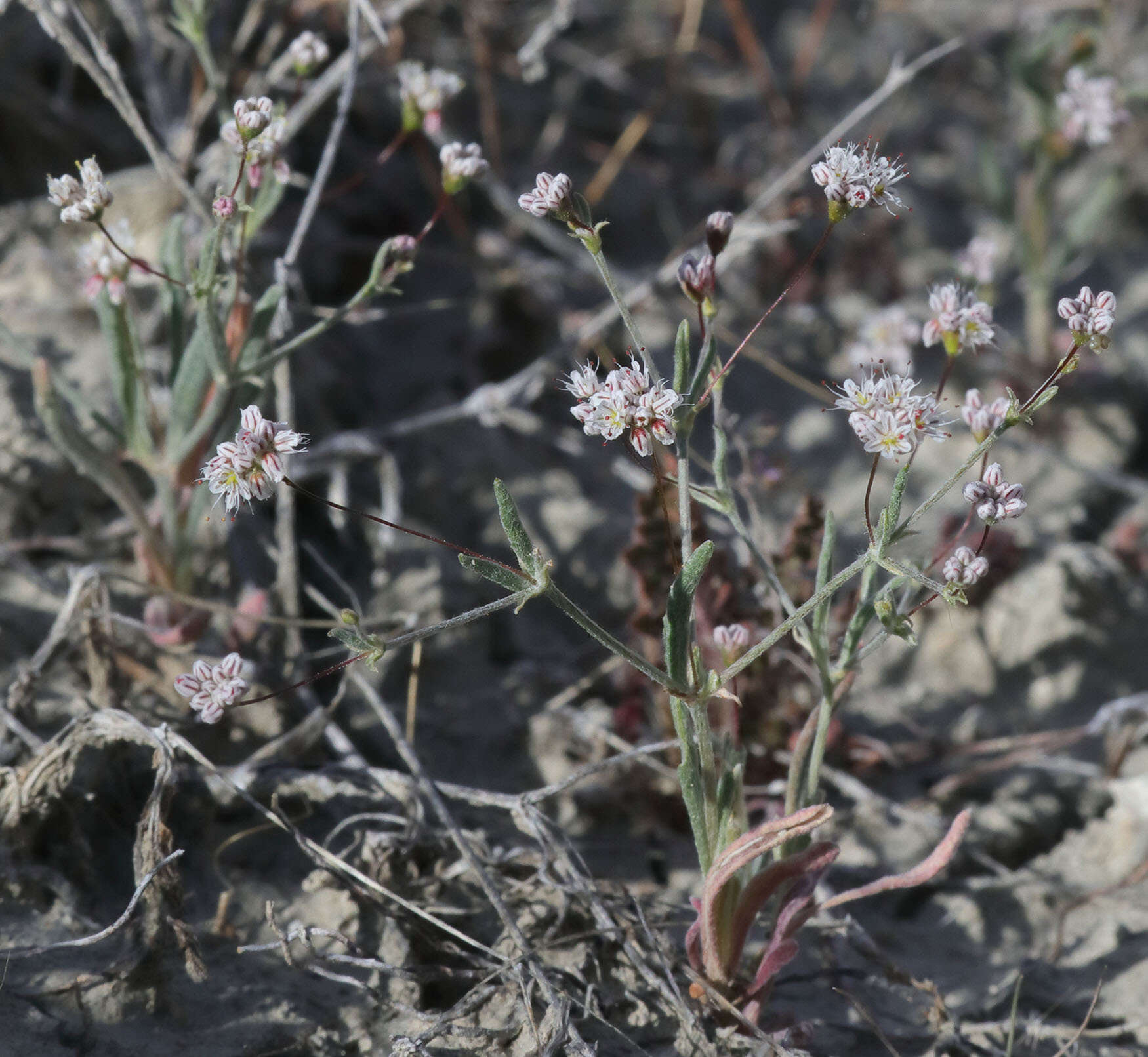 Image of anglestem buckwheat