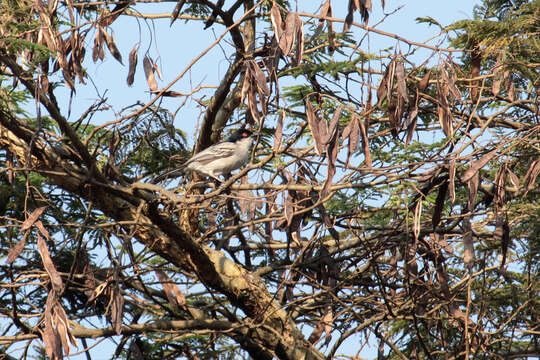 Image of Northern Puffback