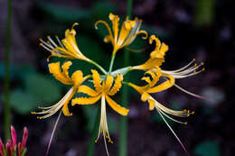 Image of red spider lily