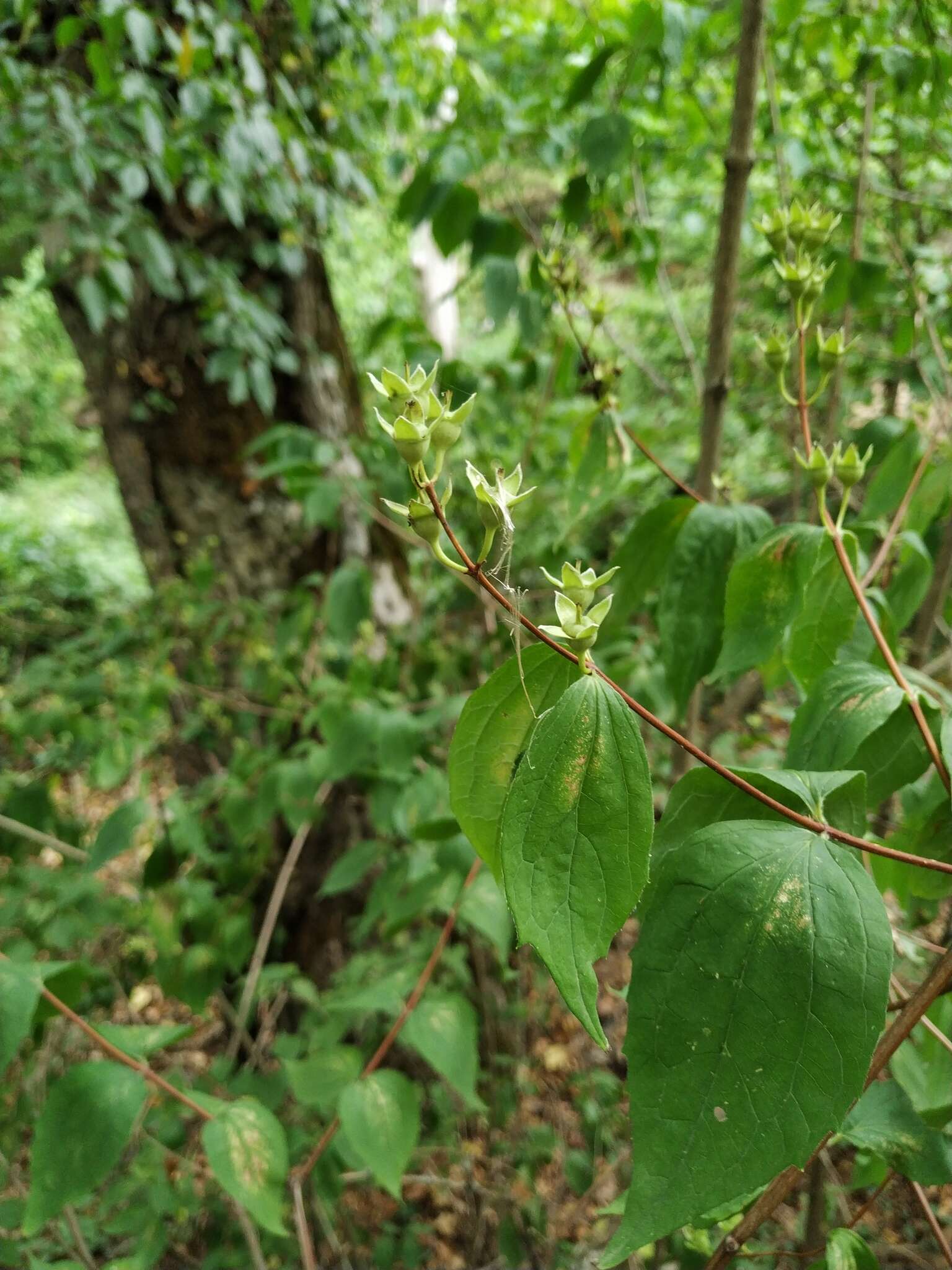 Image of golden mock orange