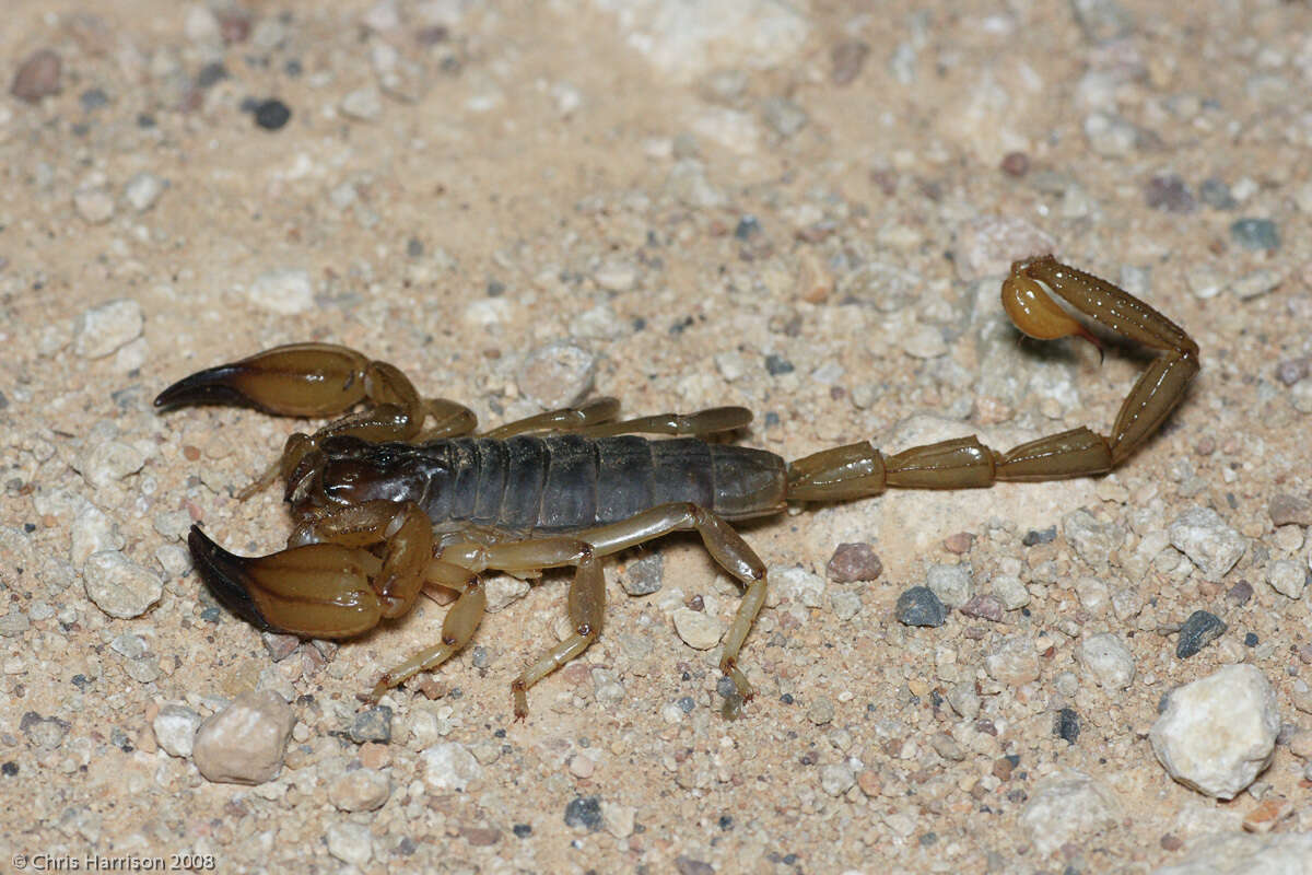 Image of Urodacus macrurus Pocock 1899