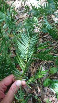 Image of Cephalotaxus harringtonii var. wilsoniana (Hayata) Kitam.