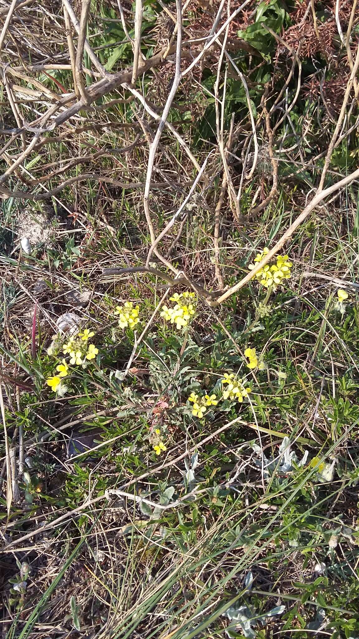 Слика од Erysimum cuspidatum (M. Bieb.) DC.