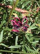 Image of Grevillea acanthifolia subsp. stenomera (F. Müll. ex Benth.) Mc Gill.