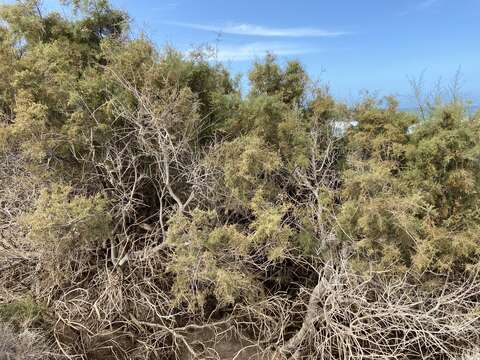 Image of Canary Island tamarisk