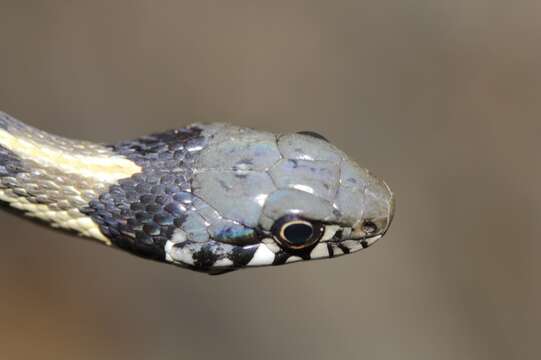 Image of Blackneck Garter Snake