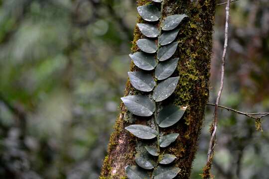 Image of Rhaphidophora hayi P. C. Boyce & Bogner