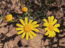 Image of French groundsel