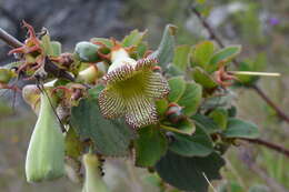 Image of Paliavana sericiflora Benth.