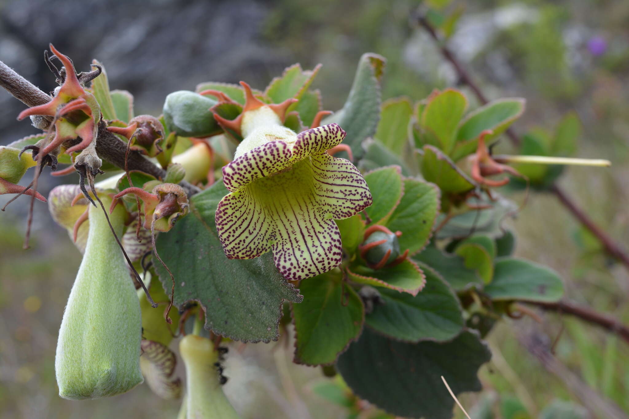 Image of Paliavana sericiflora Benth.