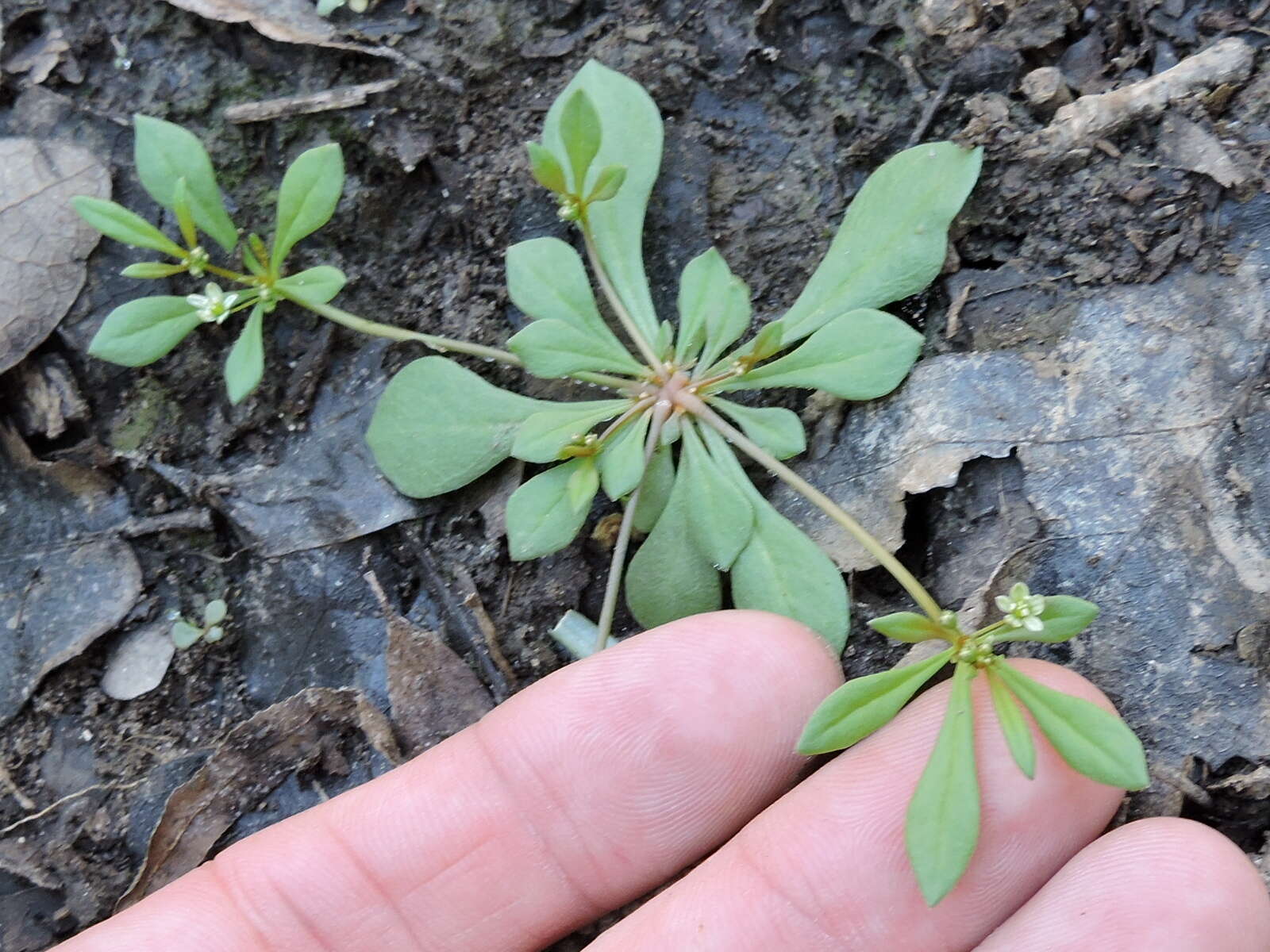 Image of carpetweed