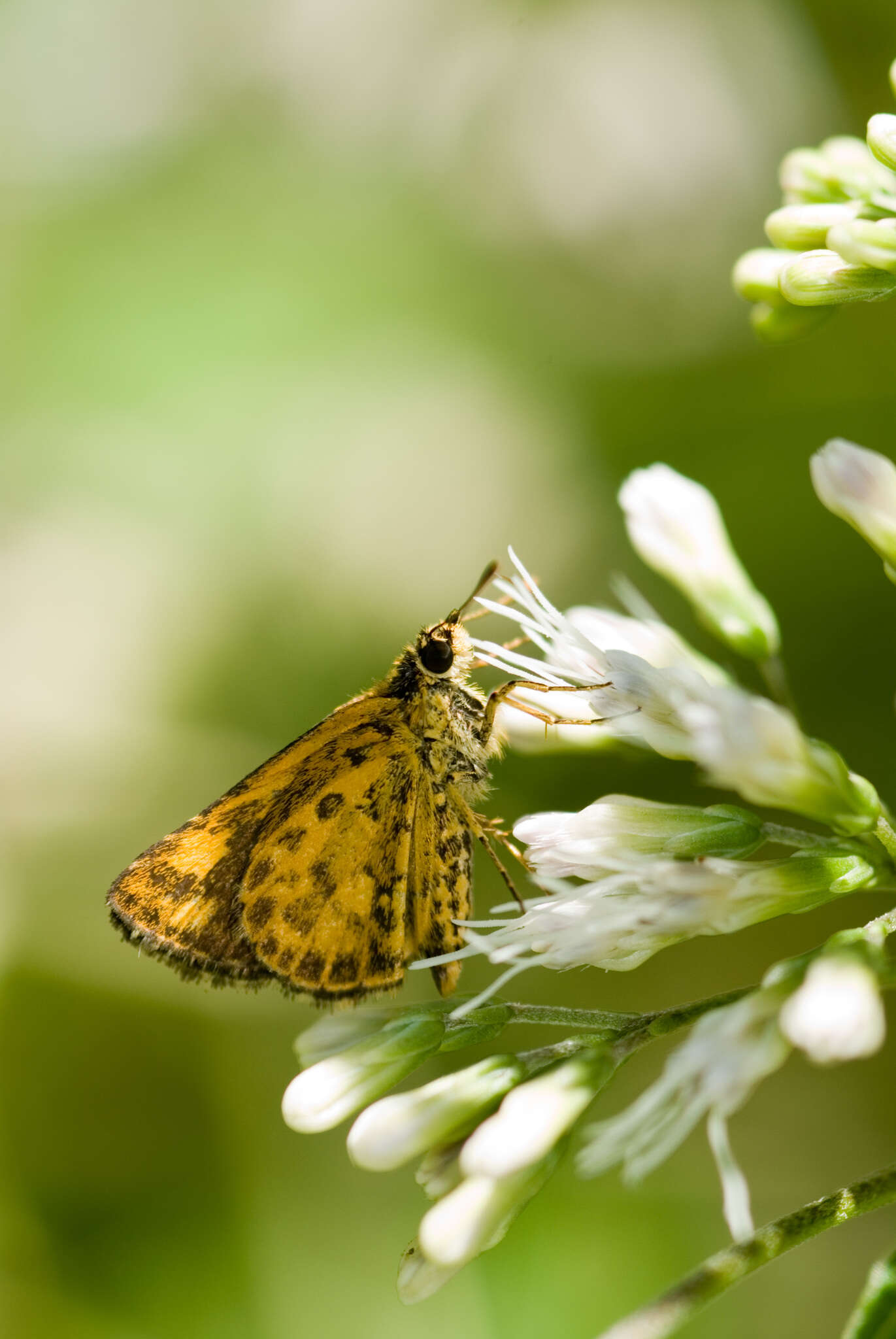 Image of Ampittia dioscorides etura Mabille 1891