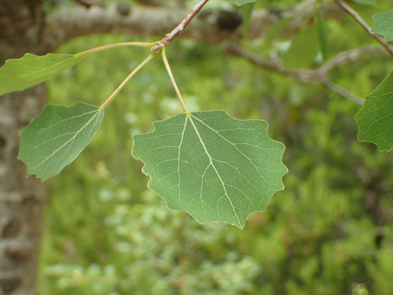 Image of Common Aspen