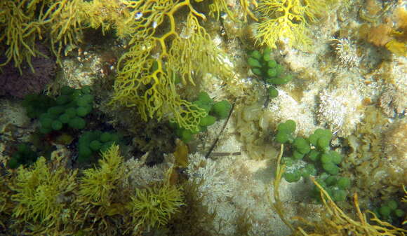 Image of Caulerpa cactoides