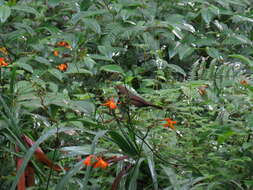 Image of Taiwan Rosefinch