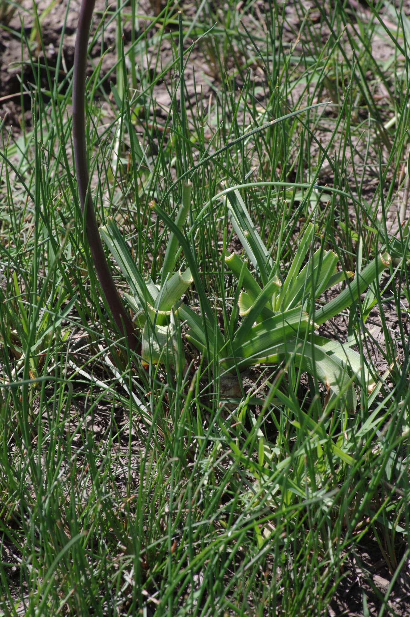 Imagem de Crinum campanulatum Herb.