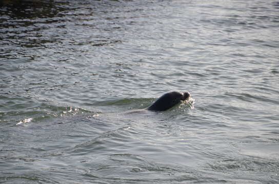 Image of Sea Lion