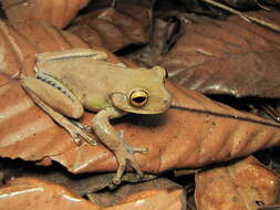 Image of Bokermannohyla circumdata (Cope 1871)