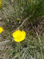 Ranunculus damascenus Boiss. & Gaill.的圖片