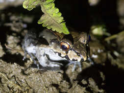 Image of Savage's Thin-toed Frog