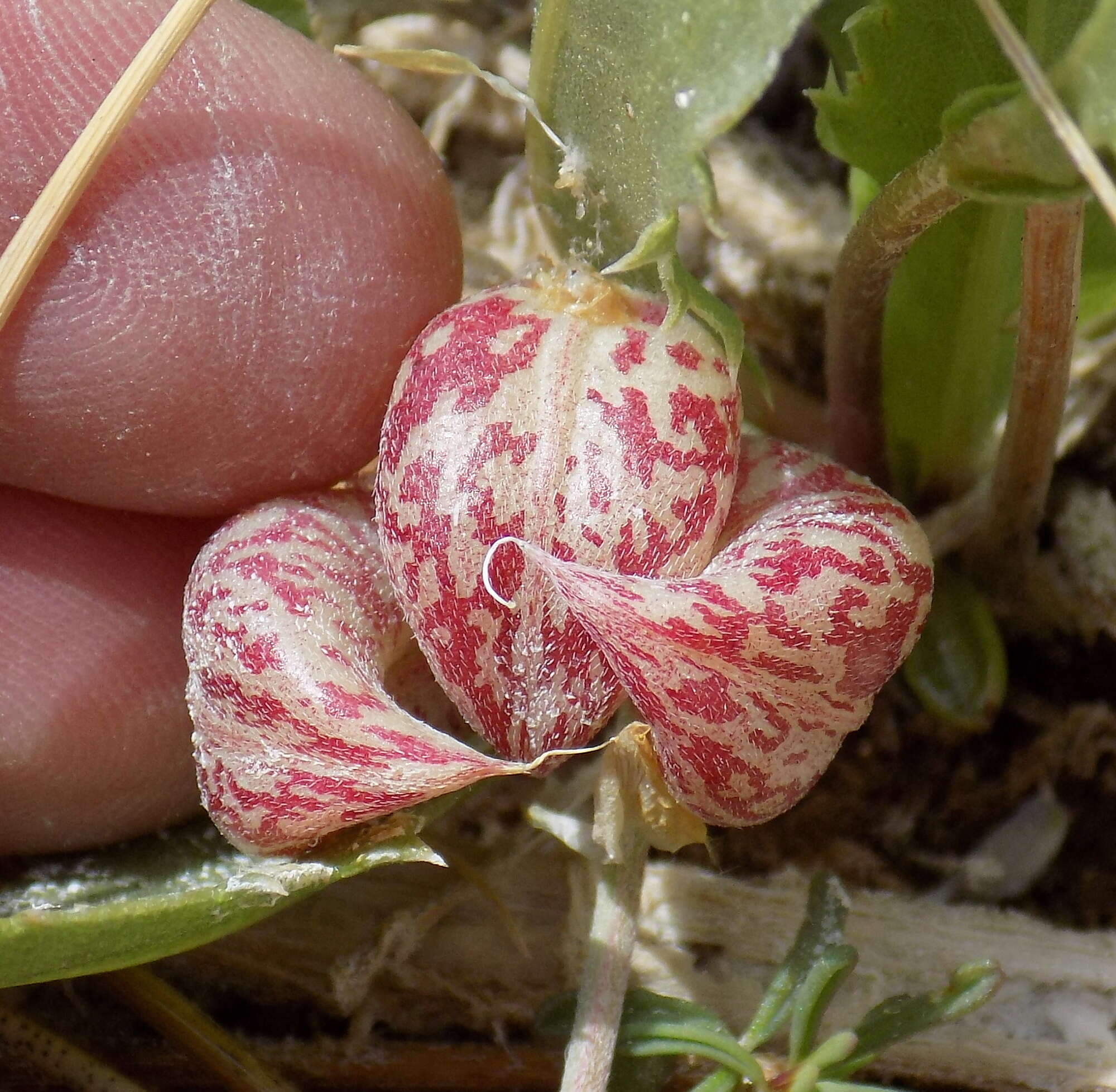 Imagem de Astragalus lentiginosus var. sesquimetralis (Rydb.) Barneby