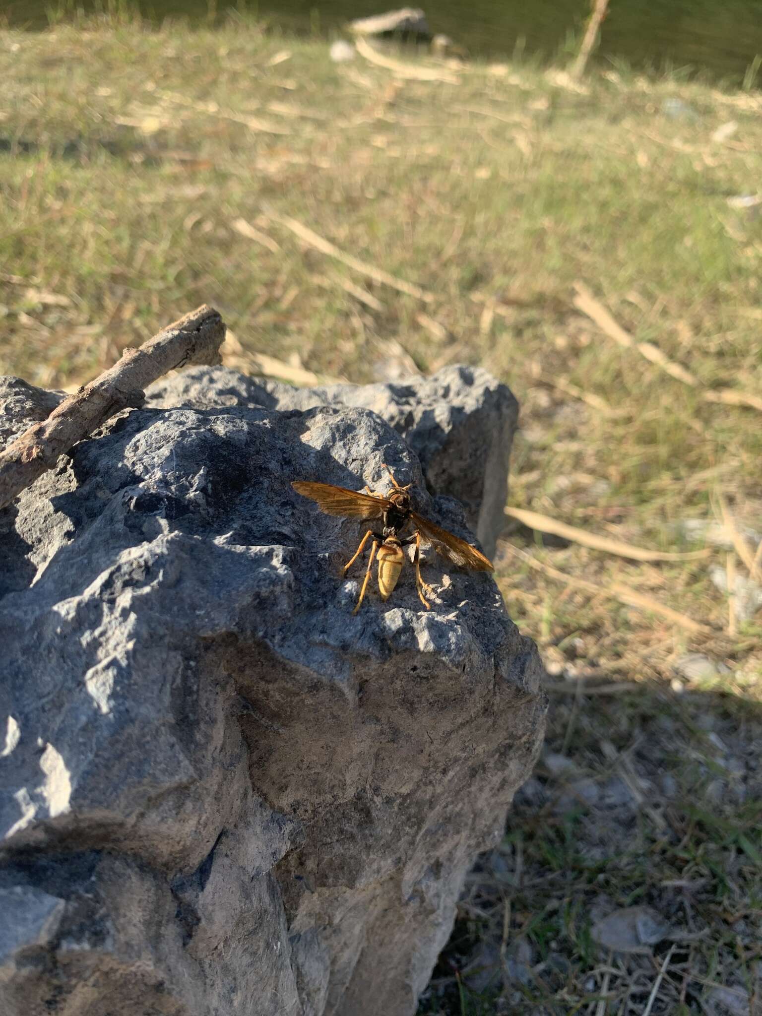 Image of Polistes comanchus de Saussure 1857