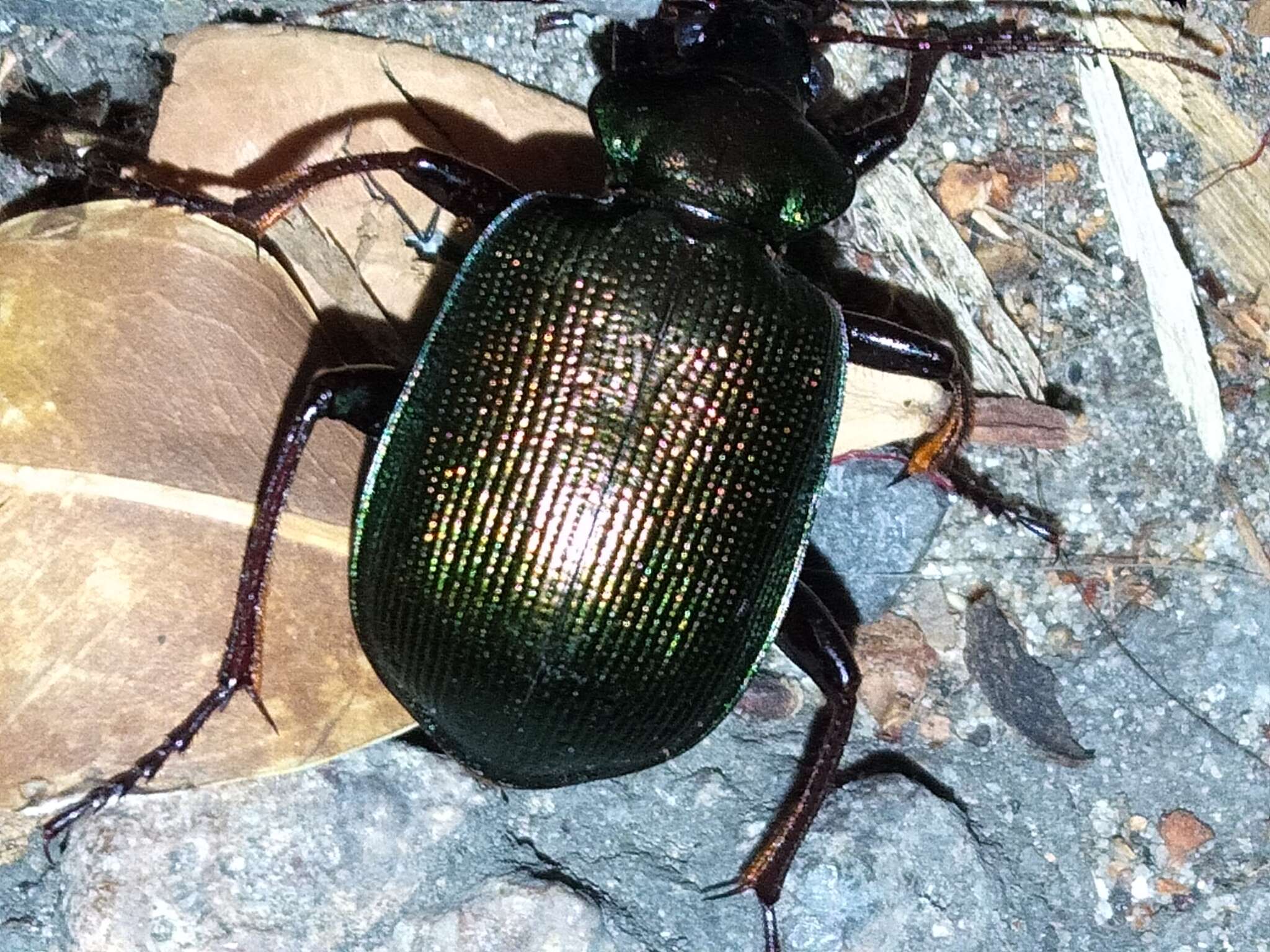 Imagem de Calosoma (Calosoma) schayeri Erichson 1842