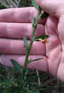 Plancia ëd Bossiaea stephensonii F. Muell.